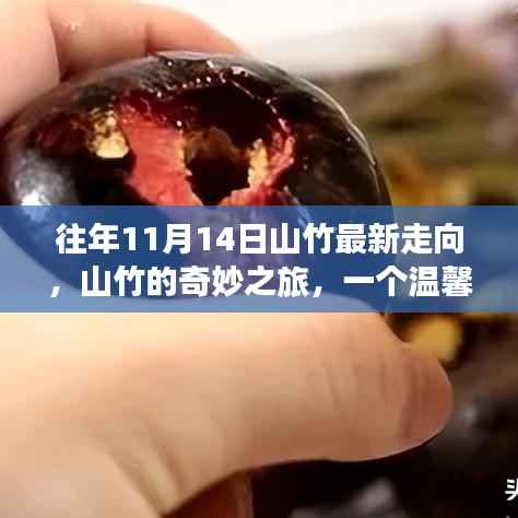 山竹的奇妙之旅，温馨有趣的日常故事与最新走向记录