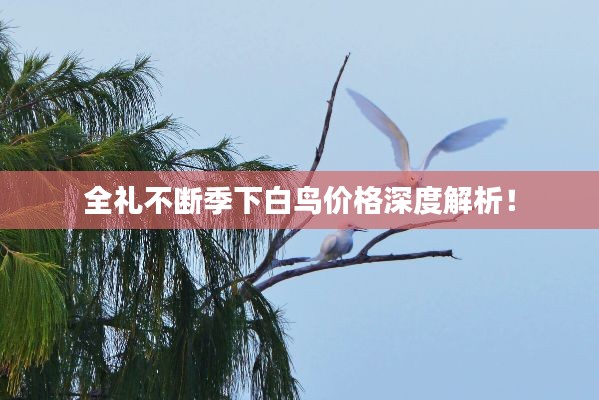 全礼不断季下白鸟价格深度解析!
