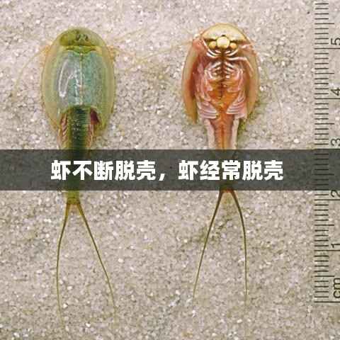 虾不断脱壳,虾经常脱壳