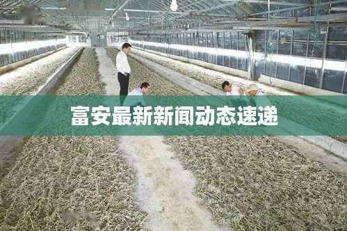 富安最新新闻动态速递