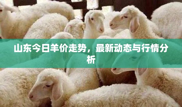 山东今日羊价走势,最新动态与行情分析