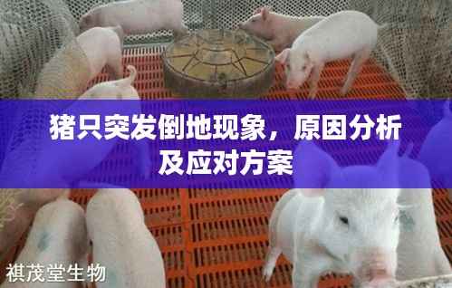 猪只突发倒地现象,原因分析及应对方案
