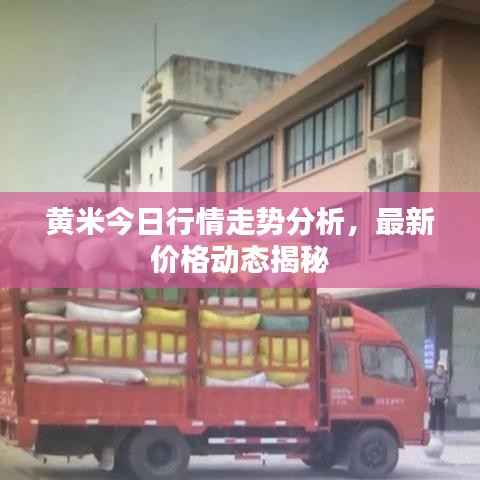 黄米今日行情走势分析，最新价格动态揭秘